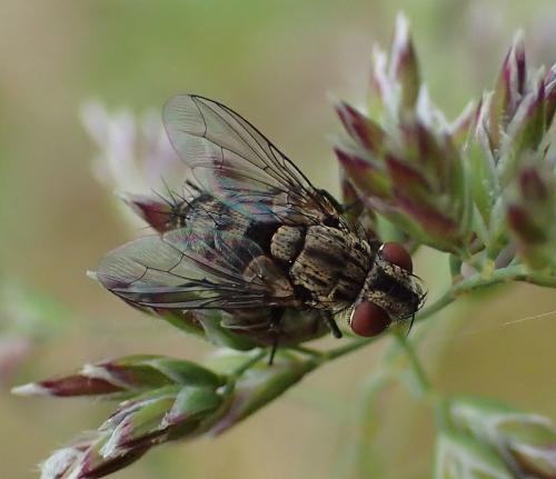 Réf. 195 444 : Metopia sp.